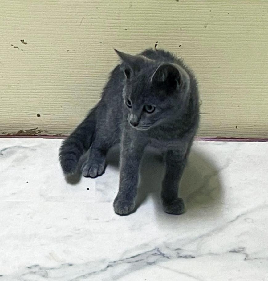 Reaper, Adoptable, Young Male Domestic Short Hair.