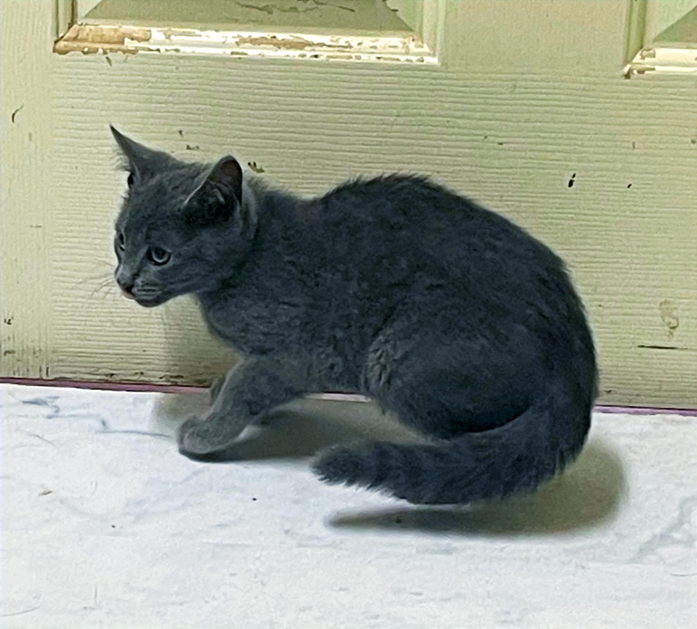 Enlarge Reaper, a Adoptable Domestic Short Hair in Columbia, KY image 3/3