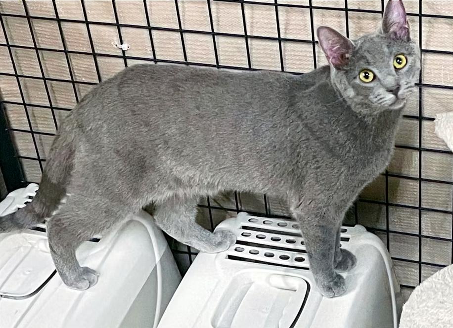 Reaper, a Adoptable Domestic Short Hair in Columbia, KY image 2/4