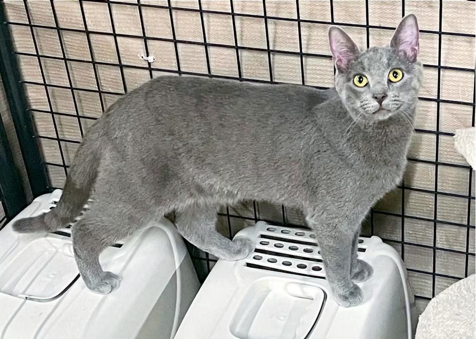 Reaper, a Adoptable Domestic Short Hair in Columbia, KY image 3/4