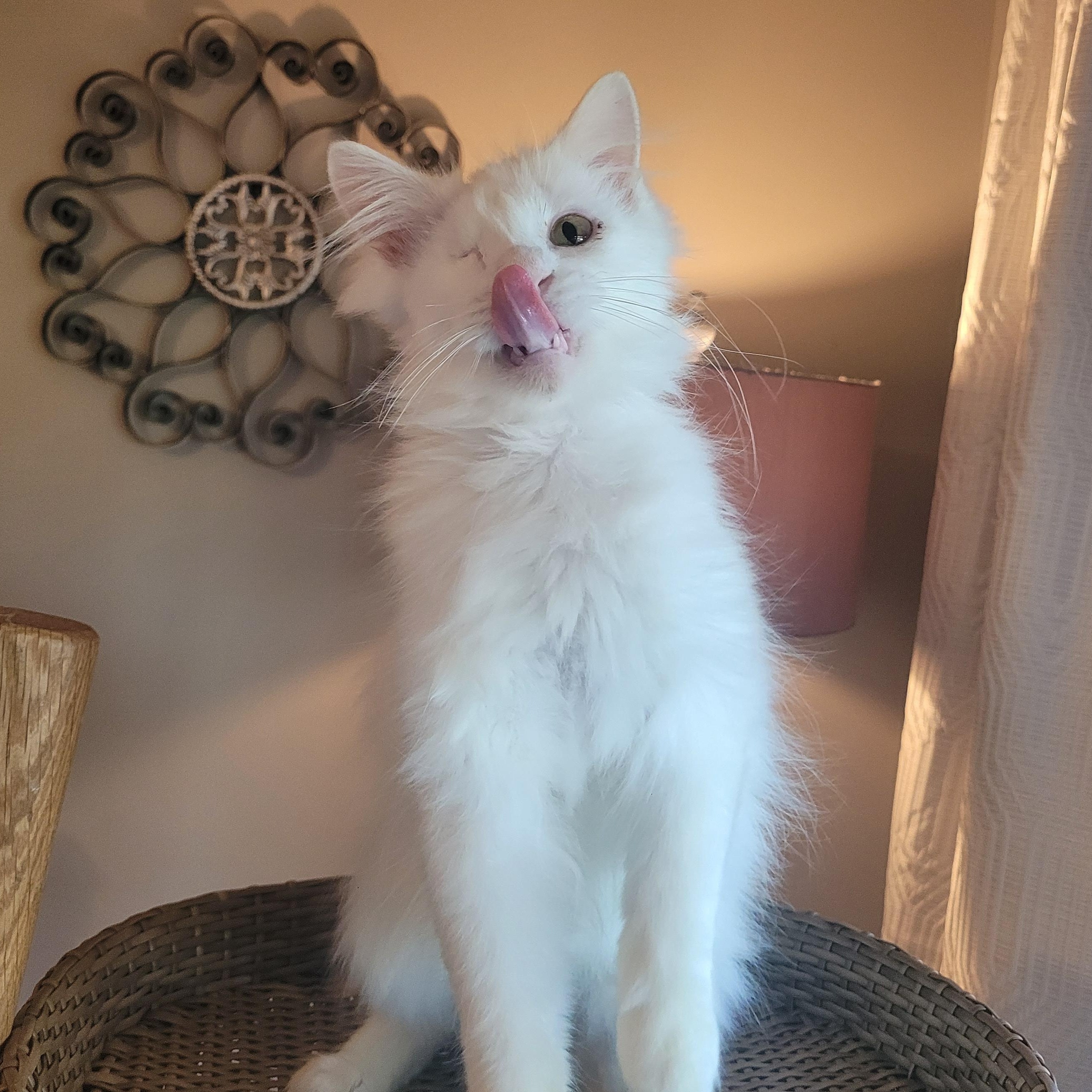 Enlarge Valentino ( FeLV + ), a Adoptable Domestic Long Hair in Indianapolis, IN image 1/6