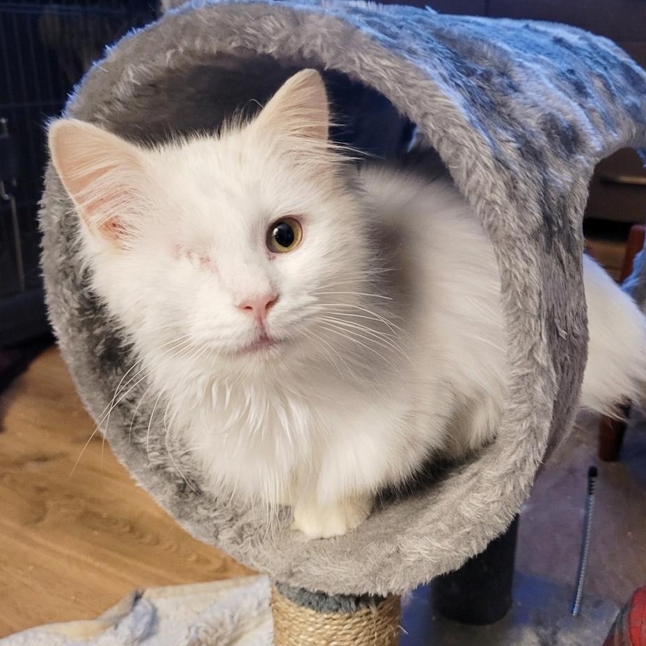 Enlarge Valentino ( FeLV + ), a Adoptable Domestic Long Hair in Indianapolis, IN image 6/6