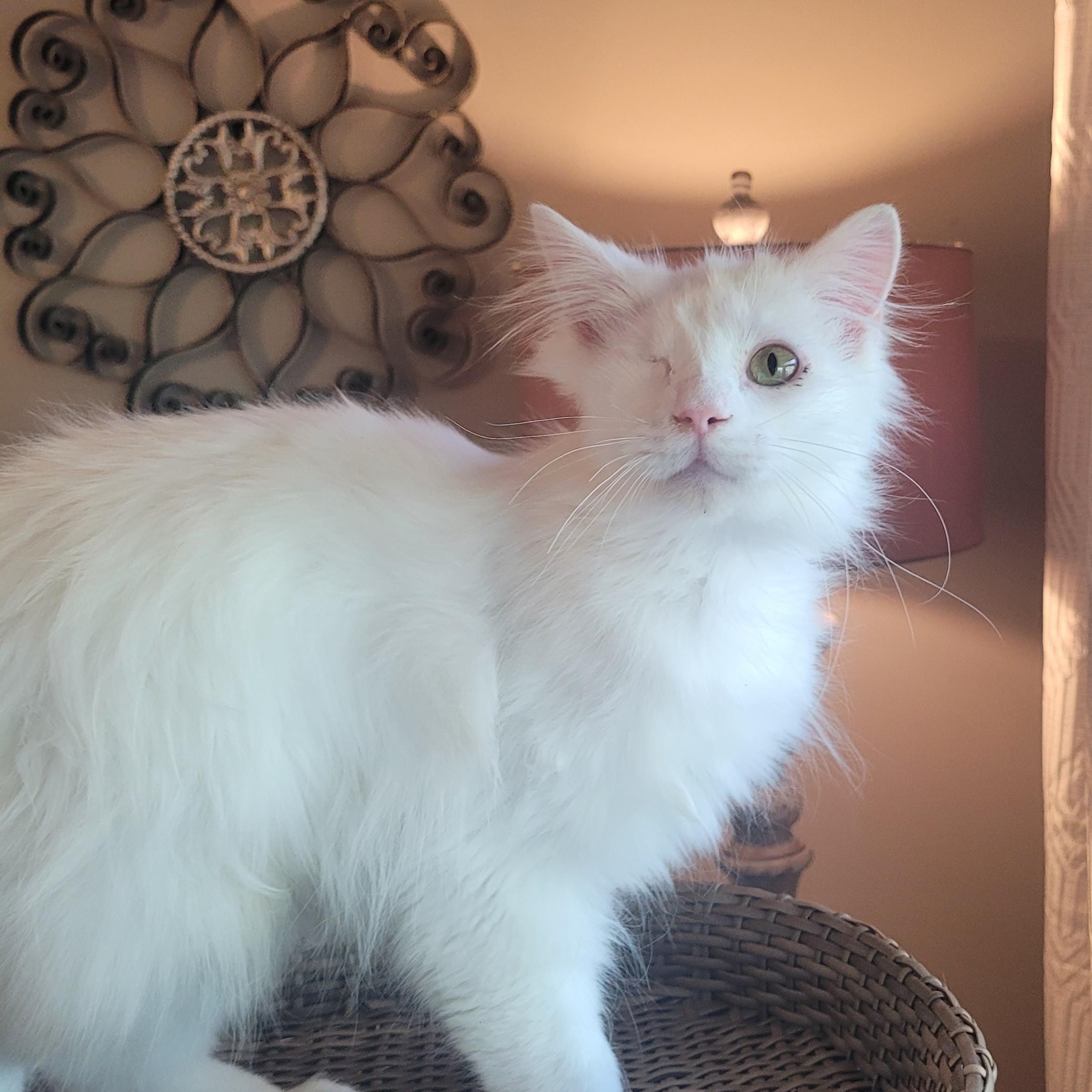 Enlarge Valentino ( FeLV + ), a Adoptable Domestic Long Hair in Indianapolis, IN image 4/6