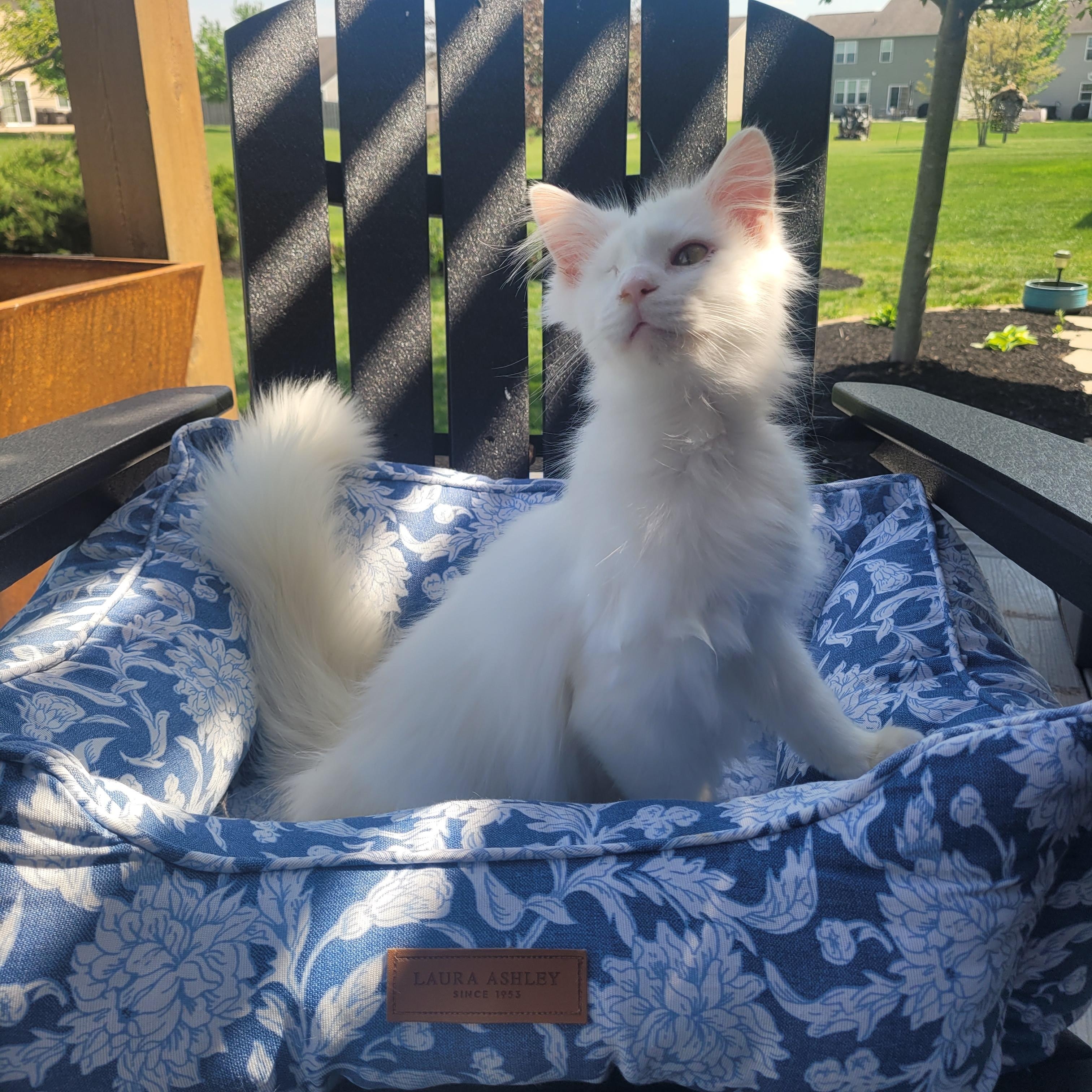 Enlarge Valentino ( FeLV + ), a Adoptable Domestic Long Hair in Indianapolis, IN image 5/6