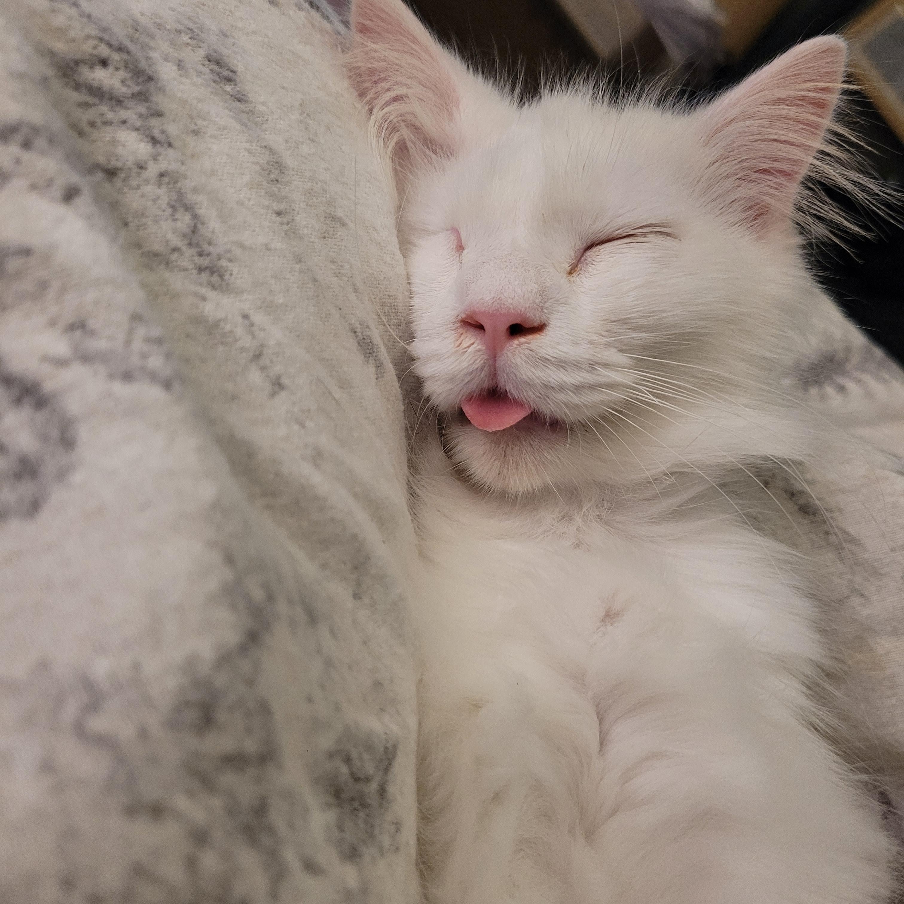 Enlarge Valentino ( FeLV + ), a Adoptable Domestic Long Hair in Indianapolis, IN image 3/6