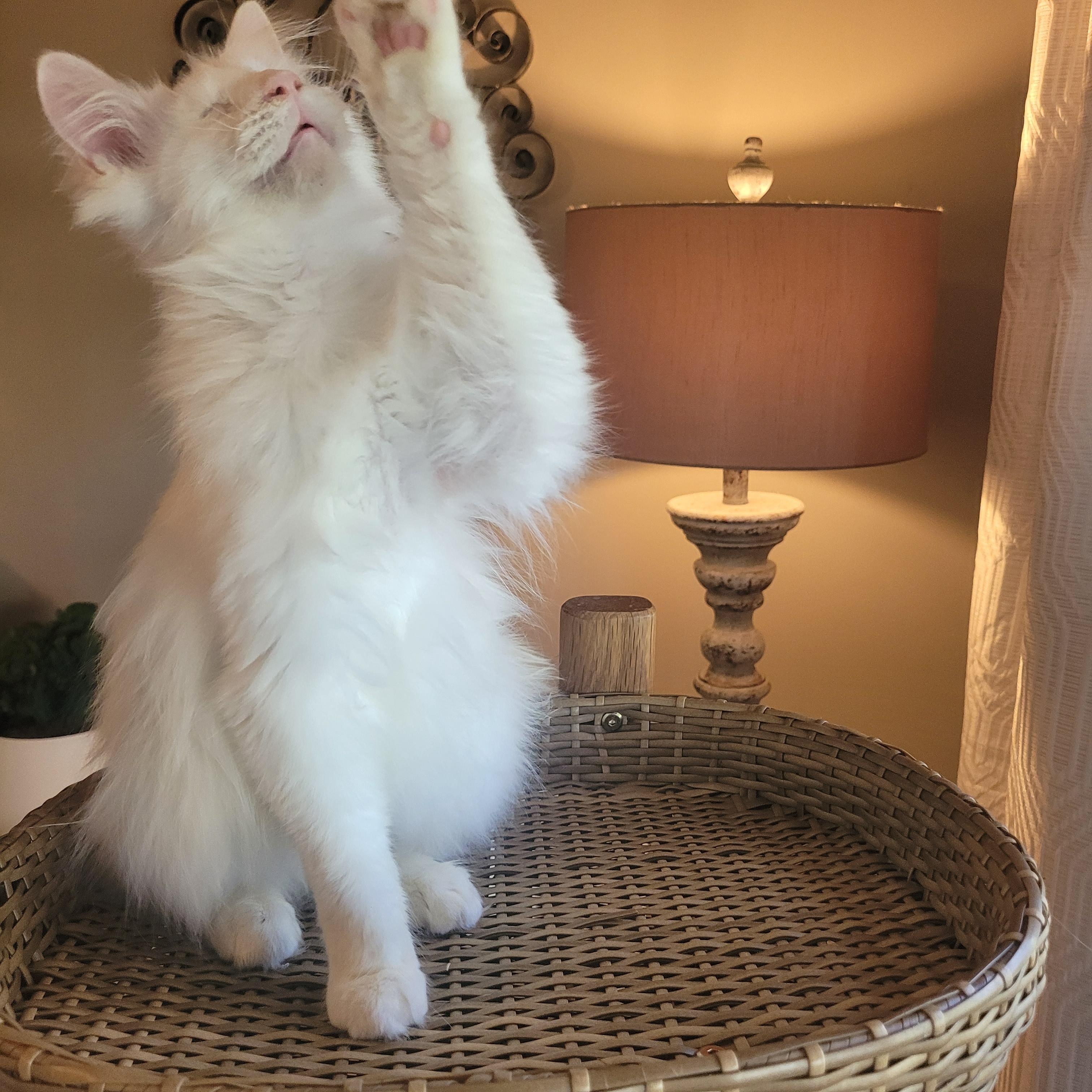 Enlarge Valentino ( FeLV + ), a Adoptable Domestic Long Hair in Indianapolis, IN image 2/6