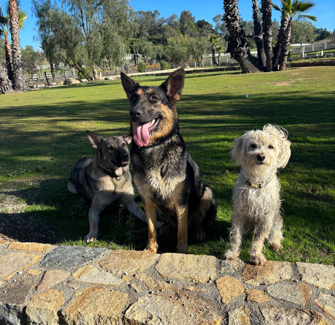 Enlarge Callie , a ADOPTABLE mixed breed in Aliso Viejo, CA image 4/5