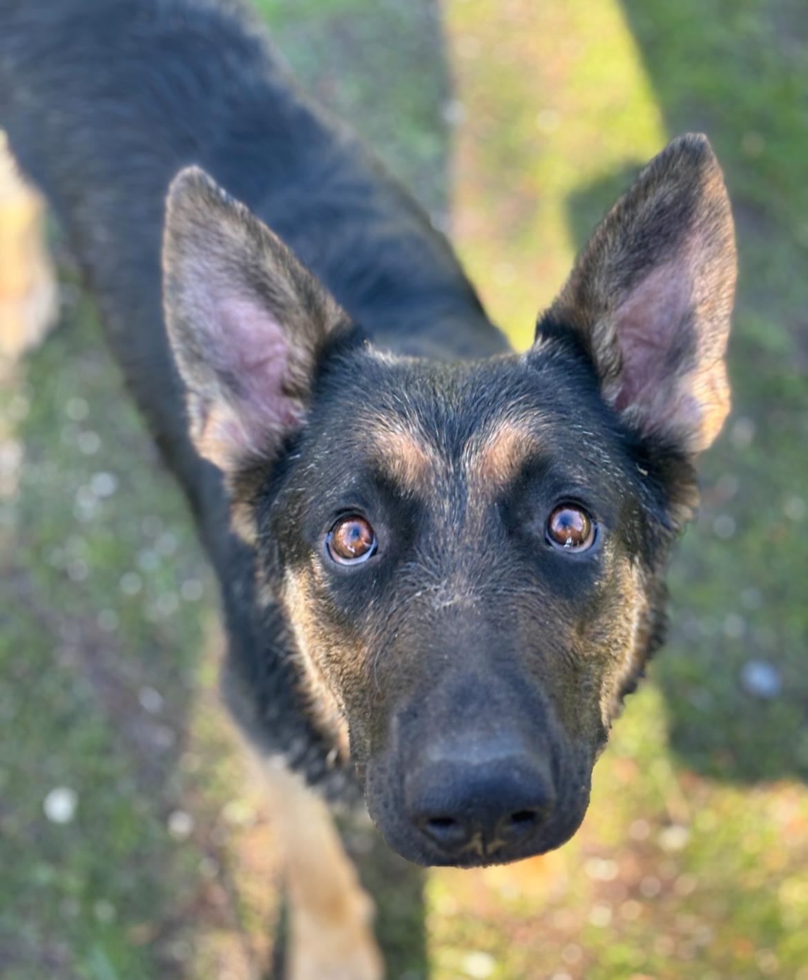 Enlarge Callie , a ADOPTABLE mixed breed in Aliso Viejo, CA image 3/5