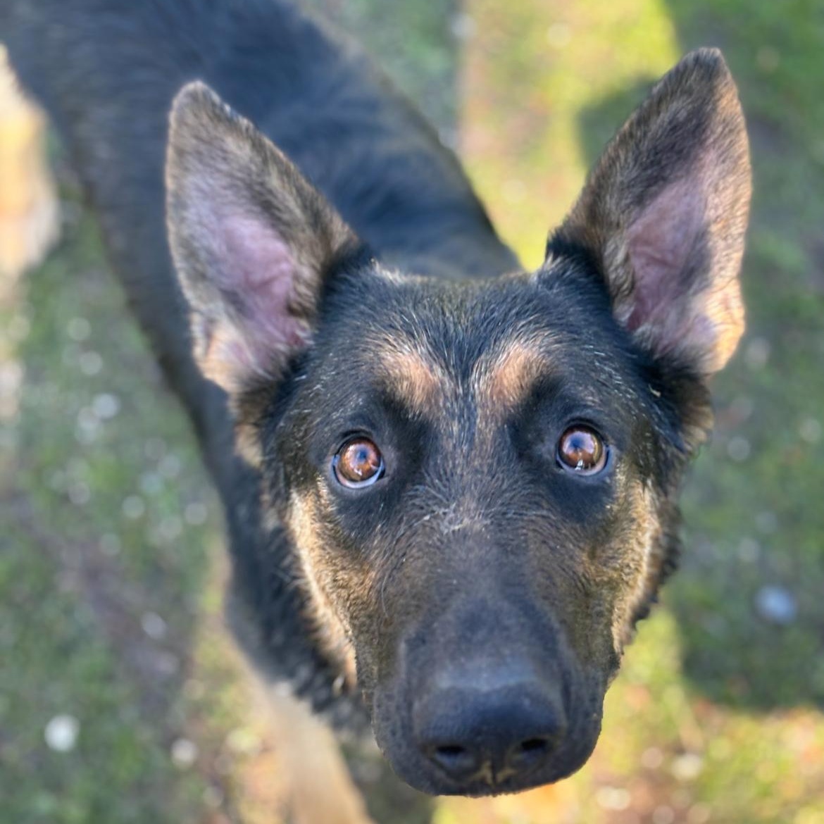 Callie , a ADOPTABLE mixed breed in Rocklin, CA image 3/5