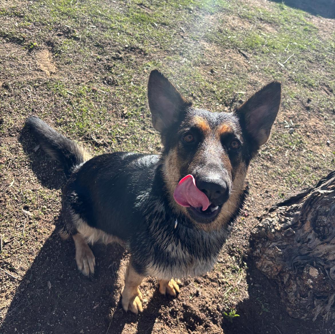 Enlarge Callie , a ADOPTABLE mixed breed in Aliso Viejo, CA image 5/5