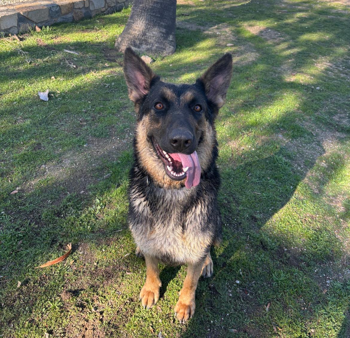 Enlarge Callie , a ADOPTABLE mixed breed in Aliso Viejo, CA image 2/5