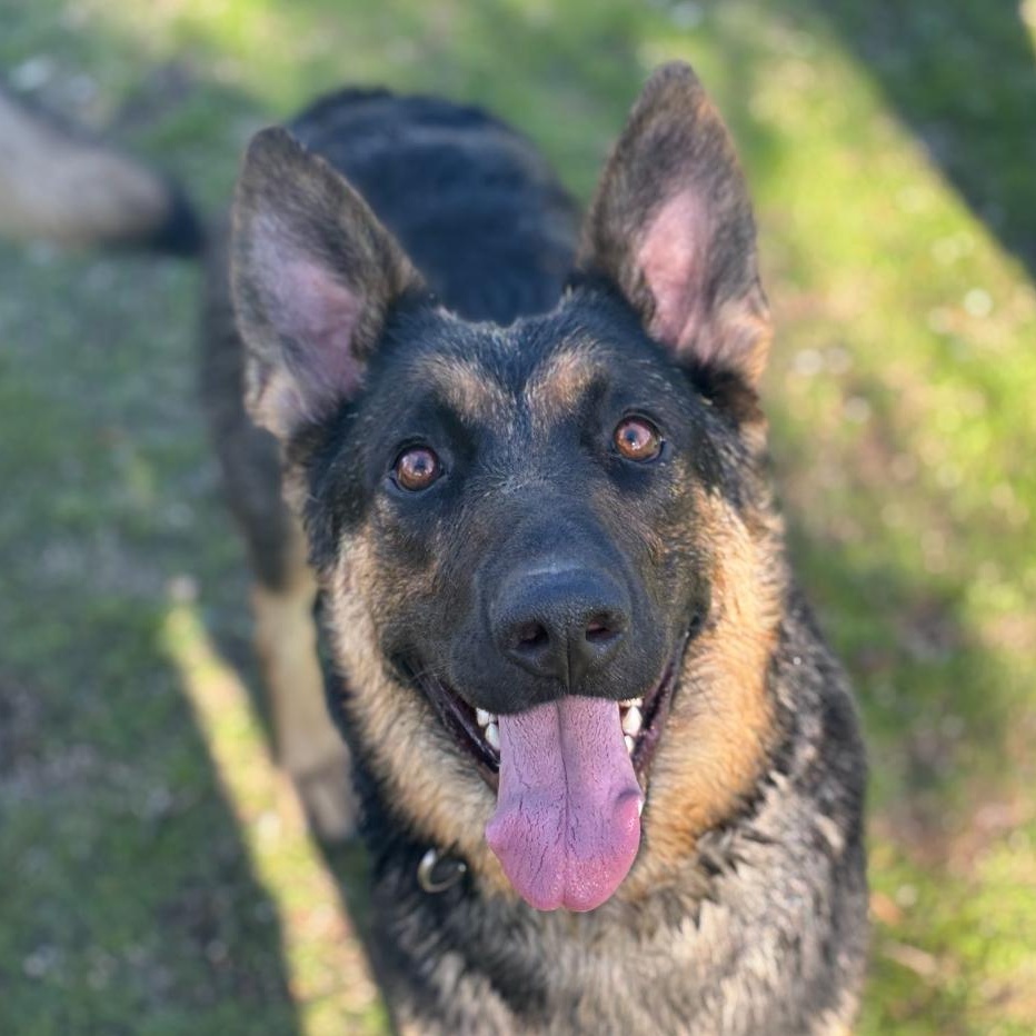 Callie , a ADOPTABLE mixed breed in Rocklin, CA image 1/5