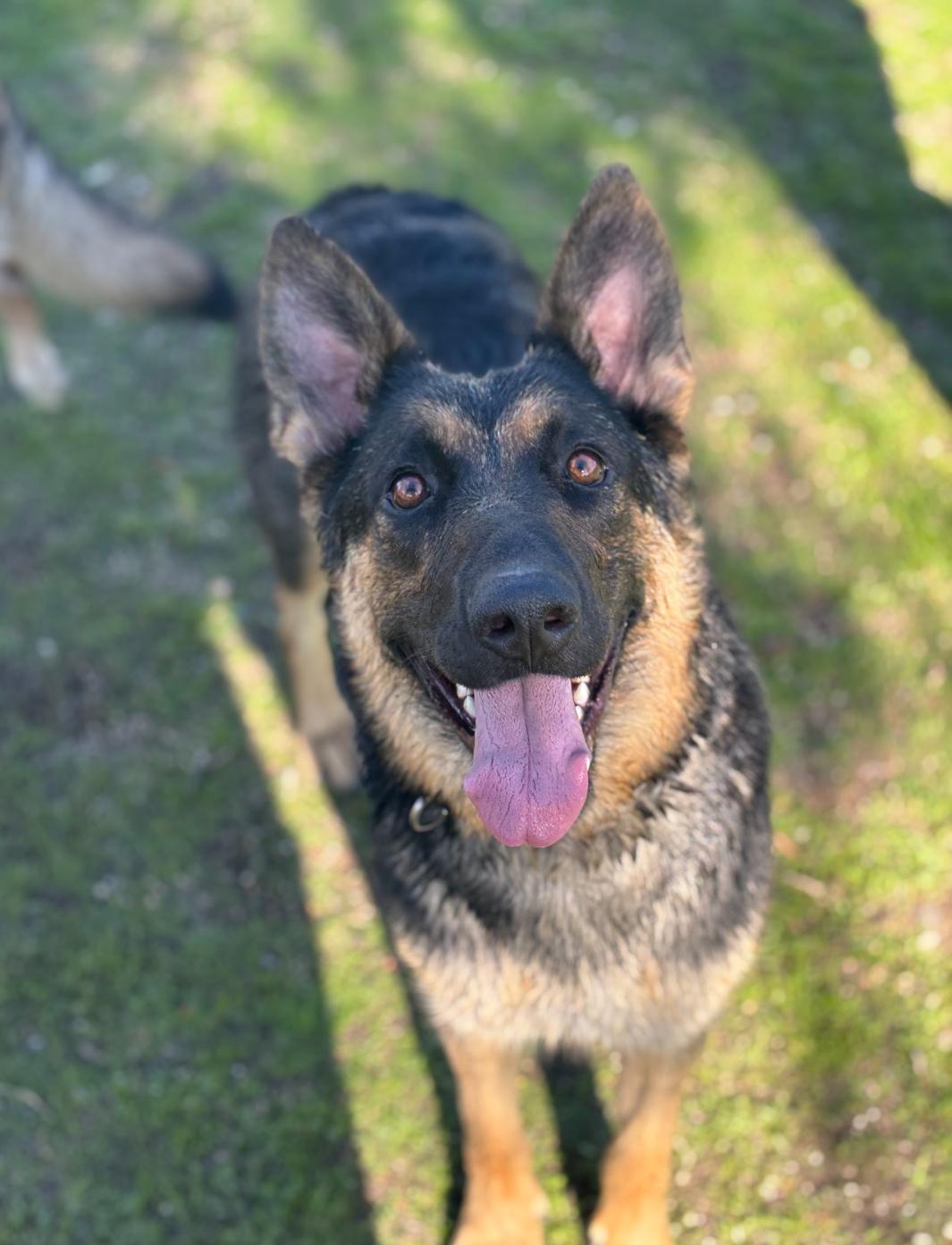 Enlarge Callie , a ADOPTABLE mixed breed in Aliso Viejo, CA image 1/5