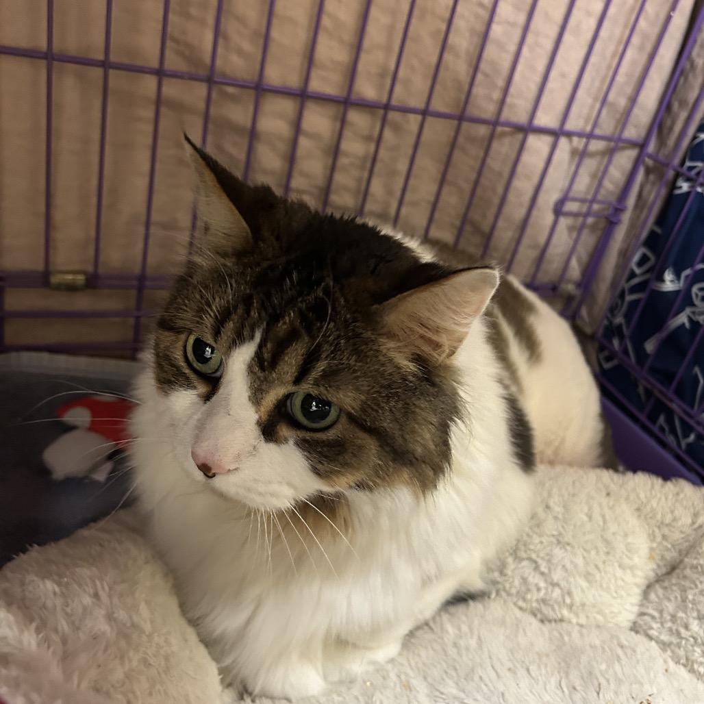 Luna, Adoptable, Senior Female Domestic Long Hair & Maine Coon.