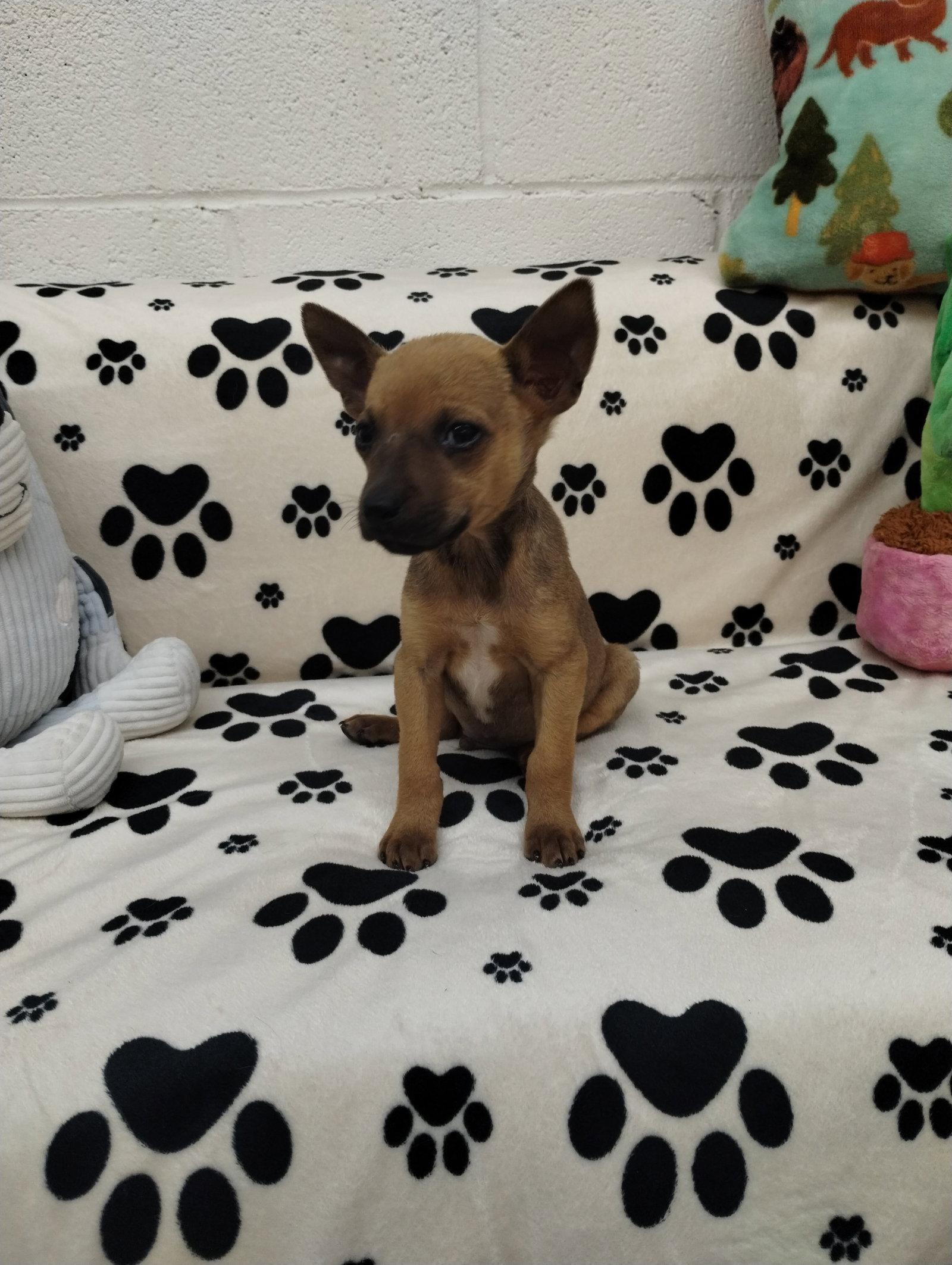 Pablo, Adoptable, Puppy Male Chihuahua & Jack Russell Terrier.