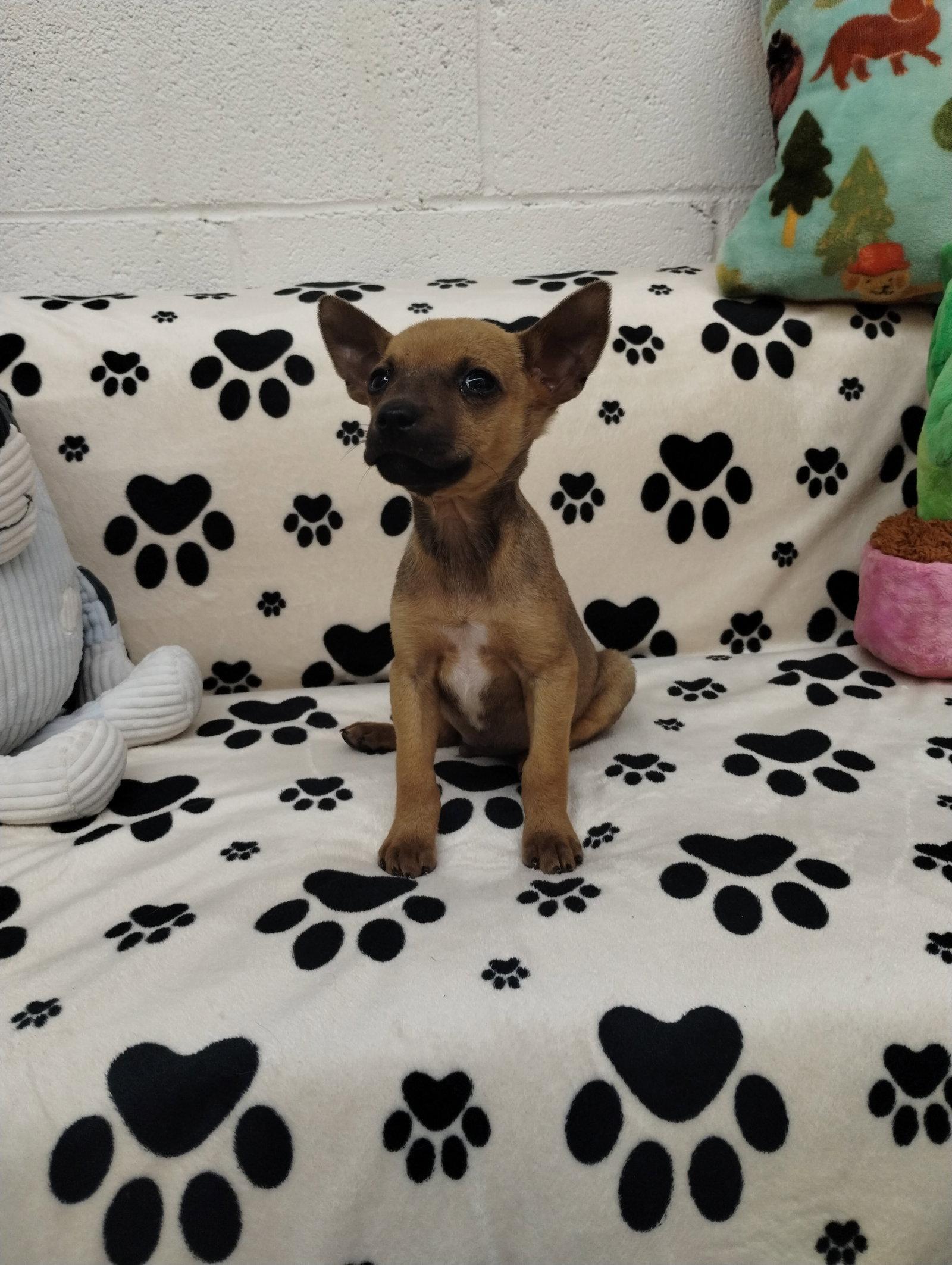 Enlarge Pablo, a Adoptable mixed breed in York, SC image 2/3