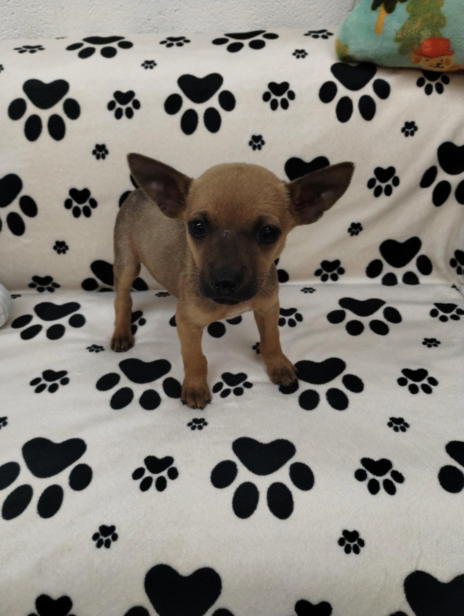 Enlarge Pablo, a Adoptable mixed breed in York, SC image 3/3