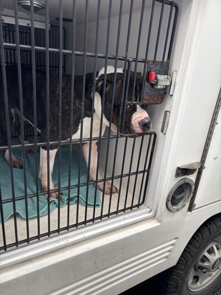 Enlarge Wilbur (mcas), a Adoptable mixed breed in Troutdale, OR image 1/2