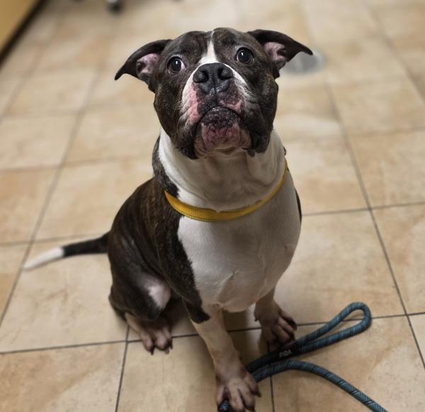 Enlarge Wilbur (mcas), a Adoptable mixed breed in Troutdale, OR image 2/2