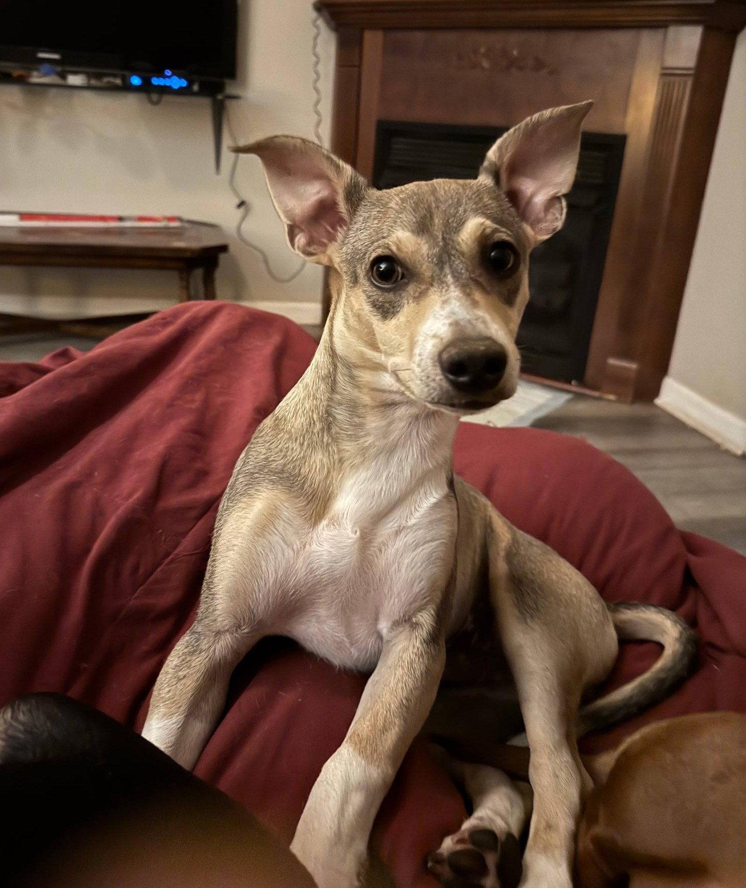 Enlarge Wilson, a Adoptable Terrier in Charlotte, NC image 4/6