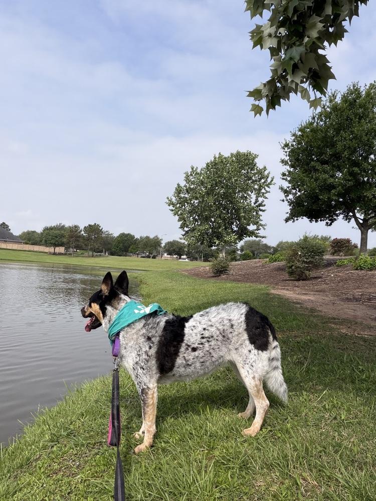 Moriah, Adoptable, Adult Female Cattle Dog.
