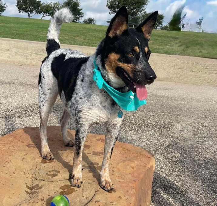 Enlarge Moriah, a Adoptable Cattle Dog in Brookshire, TX image 1/5