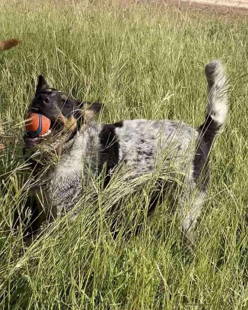 Enlarge Moriah, a Adoptable Cattle Dog in Brookshire, TX image 2/5
