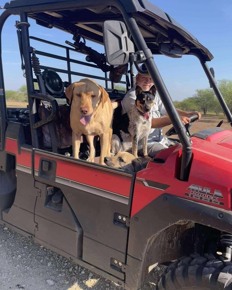 Enlarge Moriah, a Adoptable Cattle Dog in Brookshire, TX image 3/5