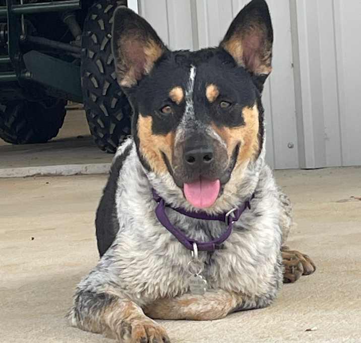 Enlarge Moriah, a Adoptable Cattle Dog in Brookshire, TX image 4/5
