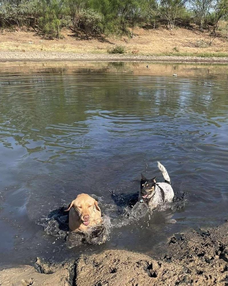 Enlarge Moriah, a Adoptable Cattle Dog in Brookshire, TX image 5/5