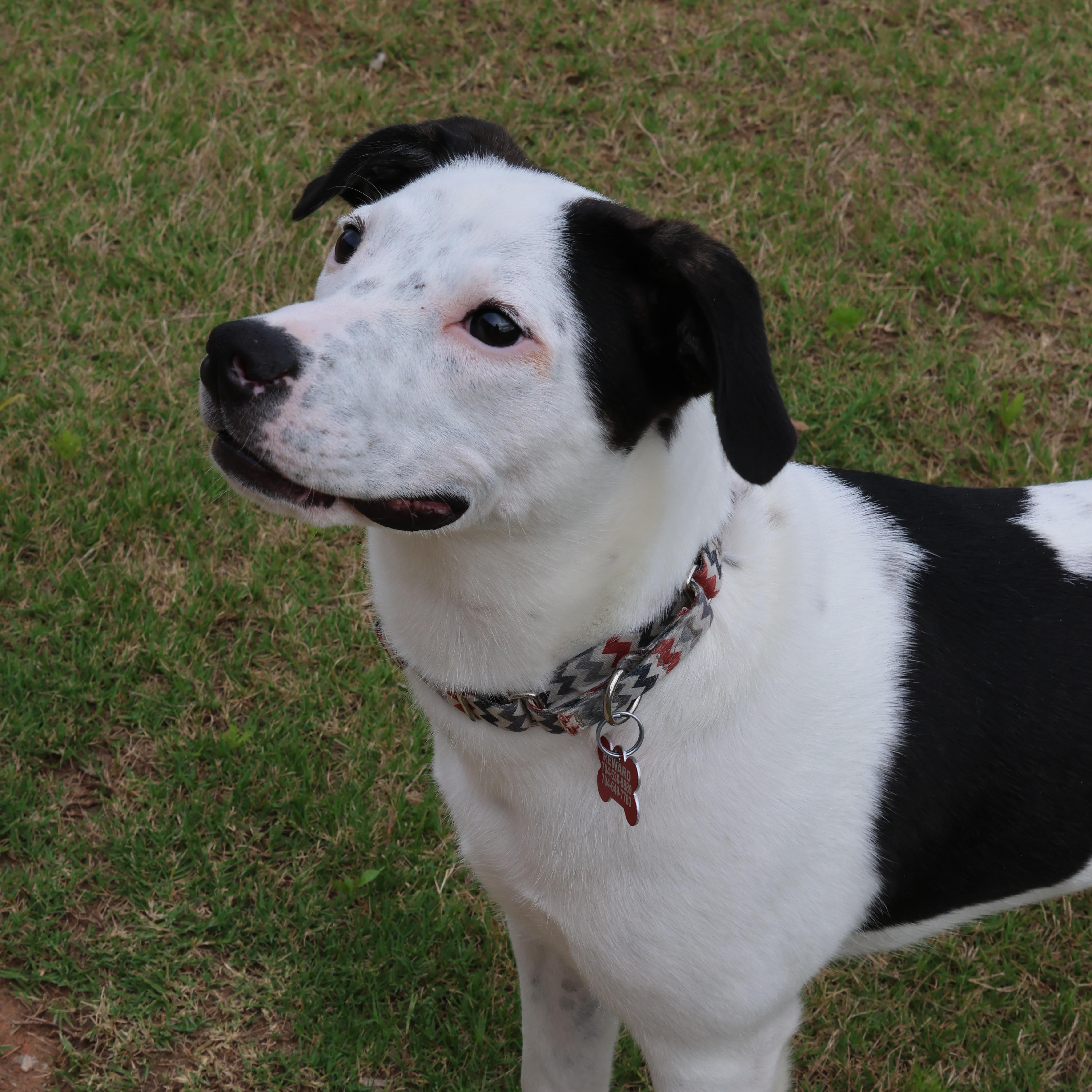 Enlarge Jack, a Adoptable mixed breed in Concord, NC image 6/6