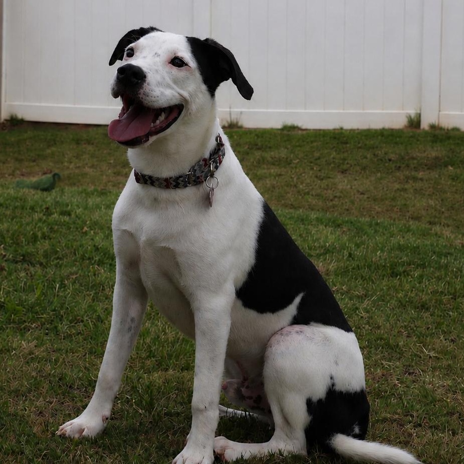 Enlarge Jack, a Adoptable mixed breed in Concord, NC image 2/6