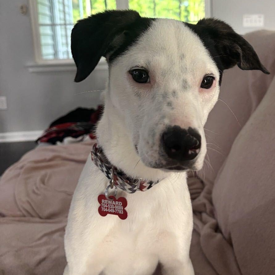Enlarge Jack, a Adoptable mixed breed in Concord, NC image 5/6