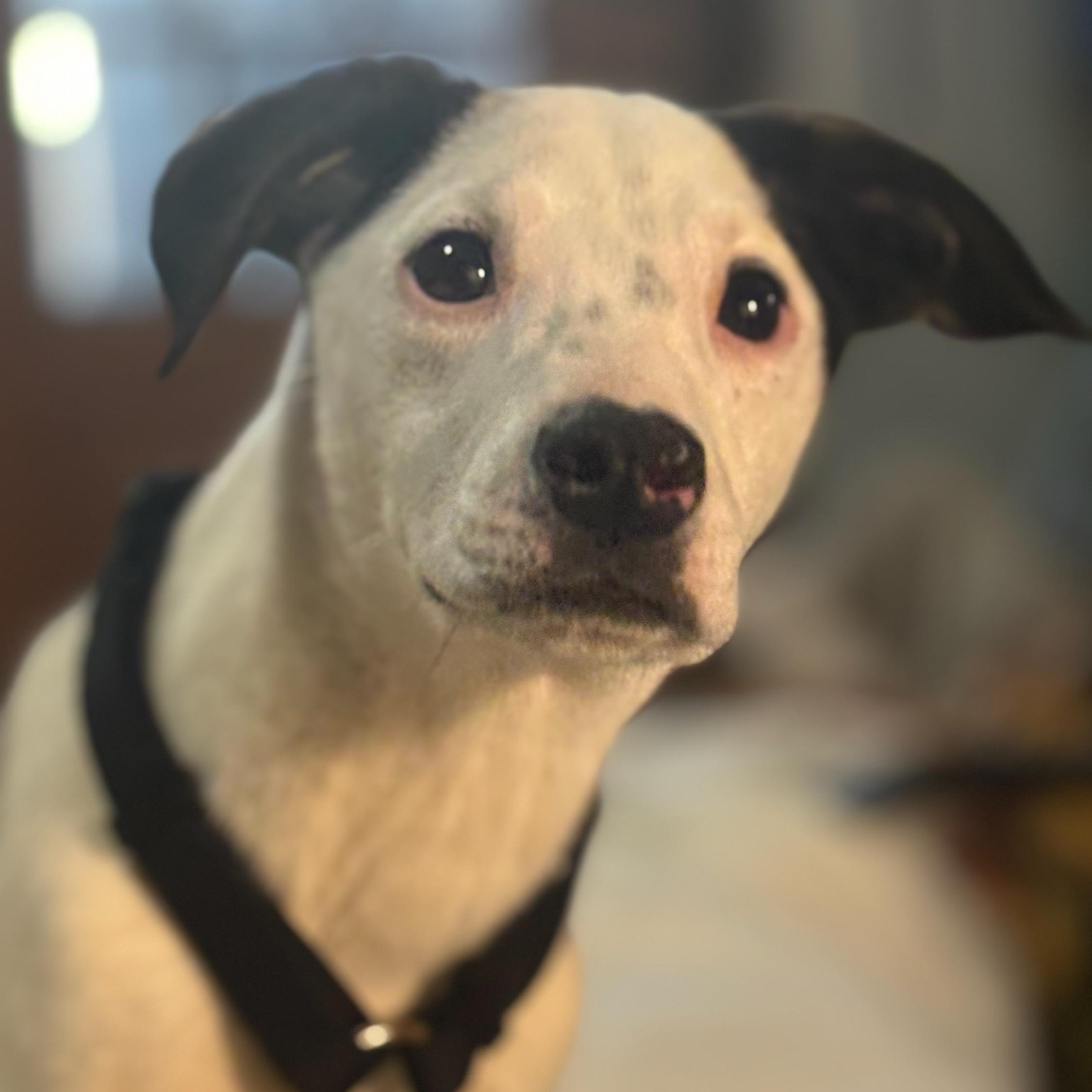 Jack, a Adoptable mixed breed in Concord, NC image 1/6