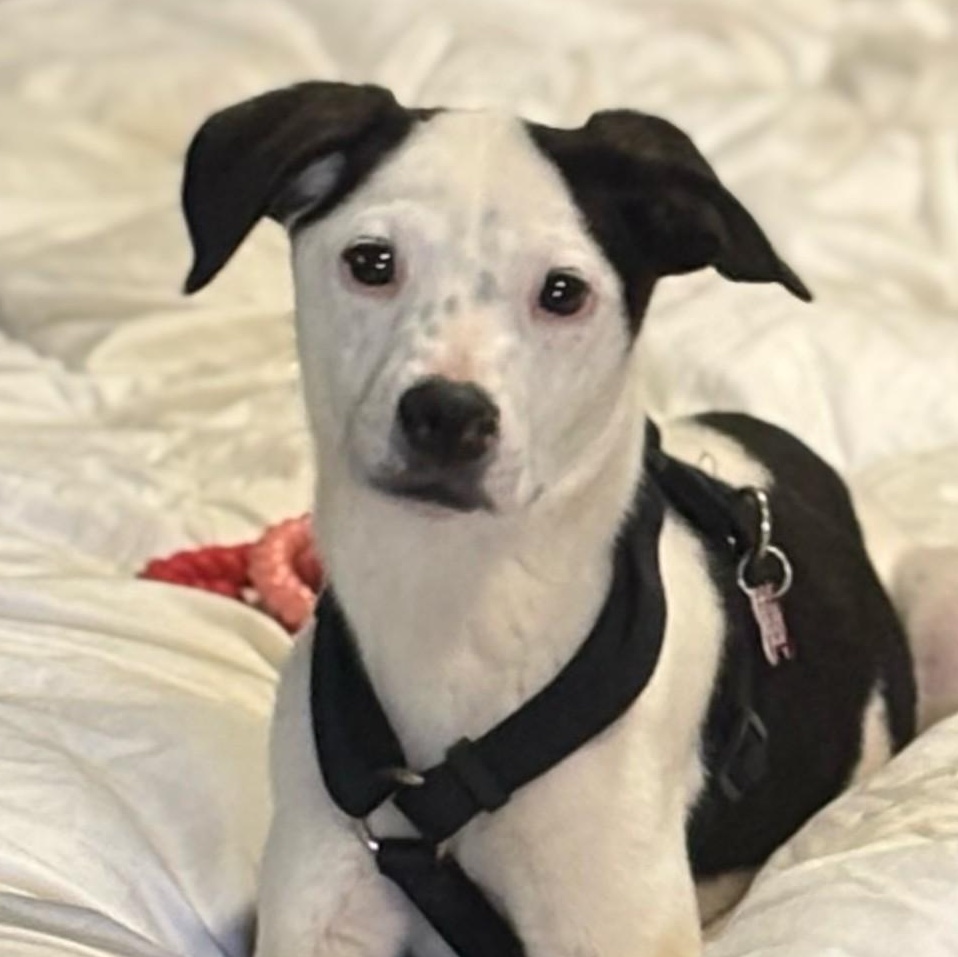 Jack, a Adoptable mixed breed in Concord, NC image 5/6