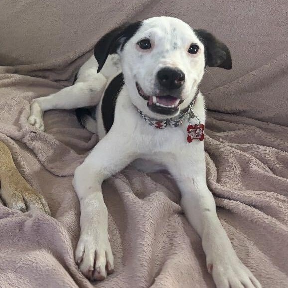 Enlarge Jack, a Adoptable mixed breed in Concord, NC image 4/6