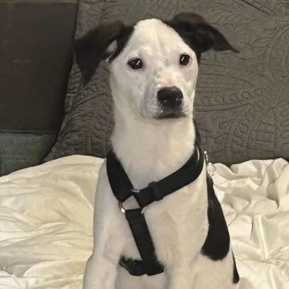 Jack, a Adoptable mixed breed in Concord, NC image 6/6