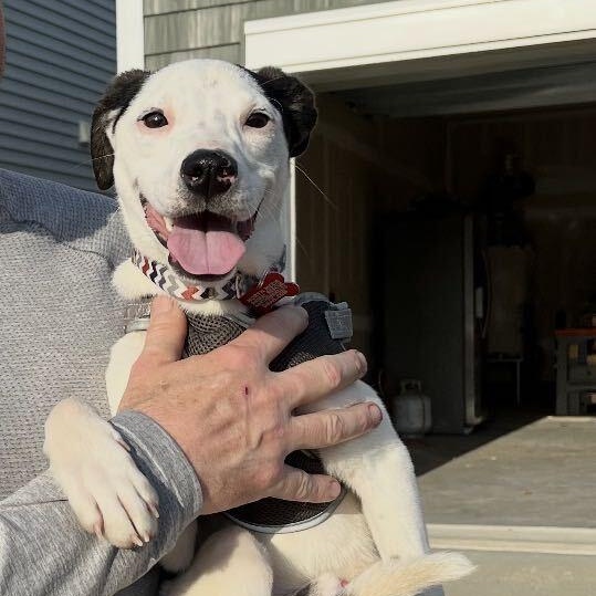 Enlarge Jack, a Adoptable mixed breed in Concord, NC image 3/6