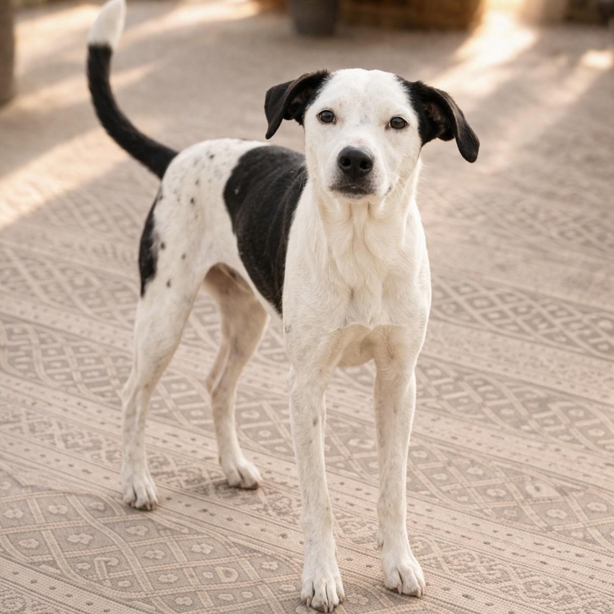 Jack, a Adoptable mixed breed in Concord, NC image 3/6