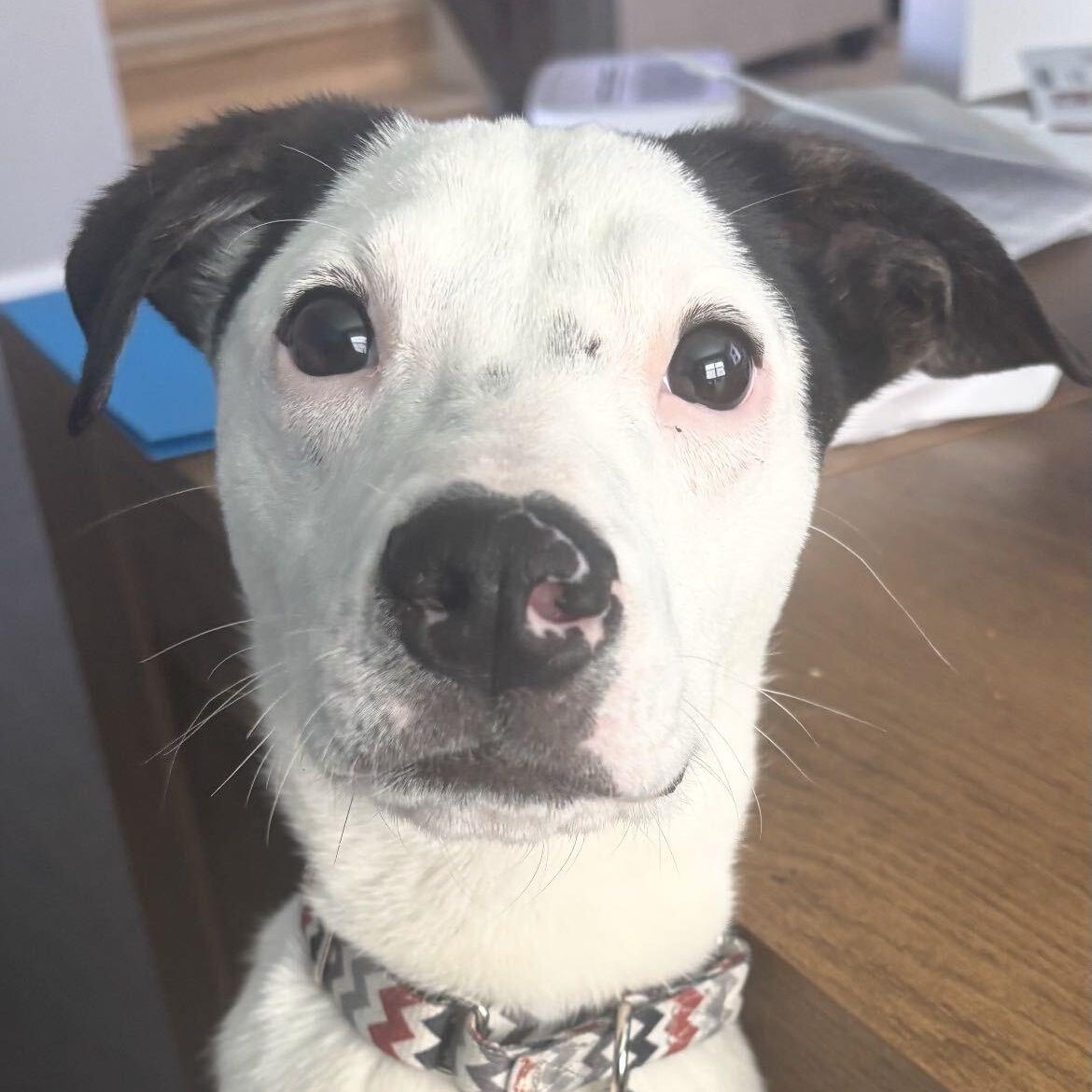Jack, Adoptable, Puppy Male Rat Terrier & American Staffordshire Terrier.