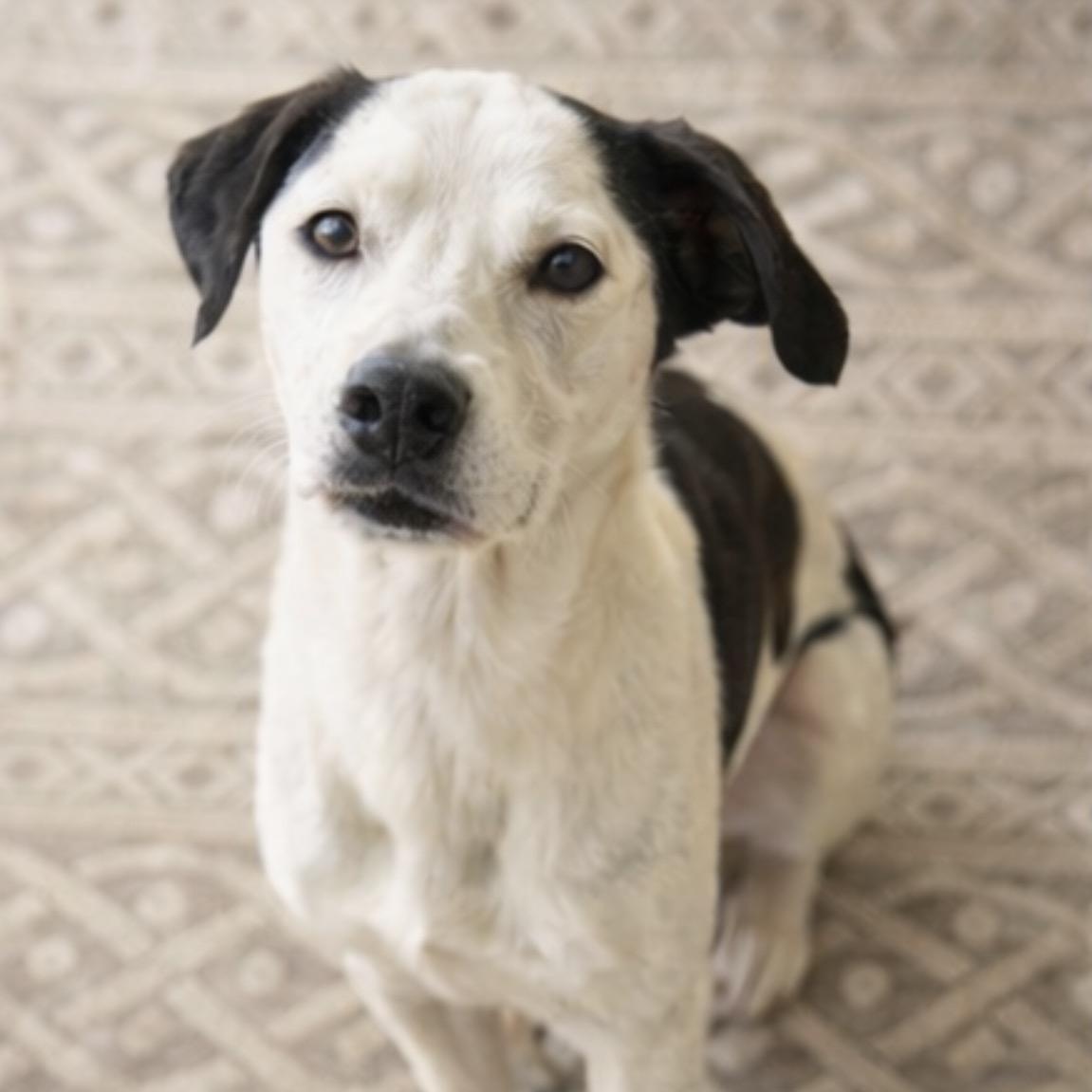 Jack, a Adoptable mixed breed in Concord, NC image 2/6