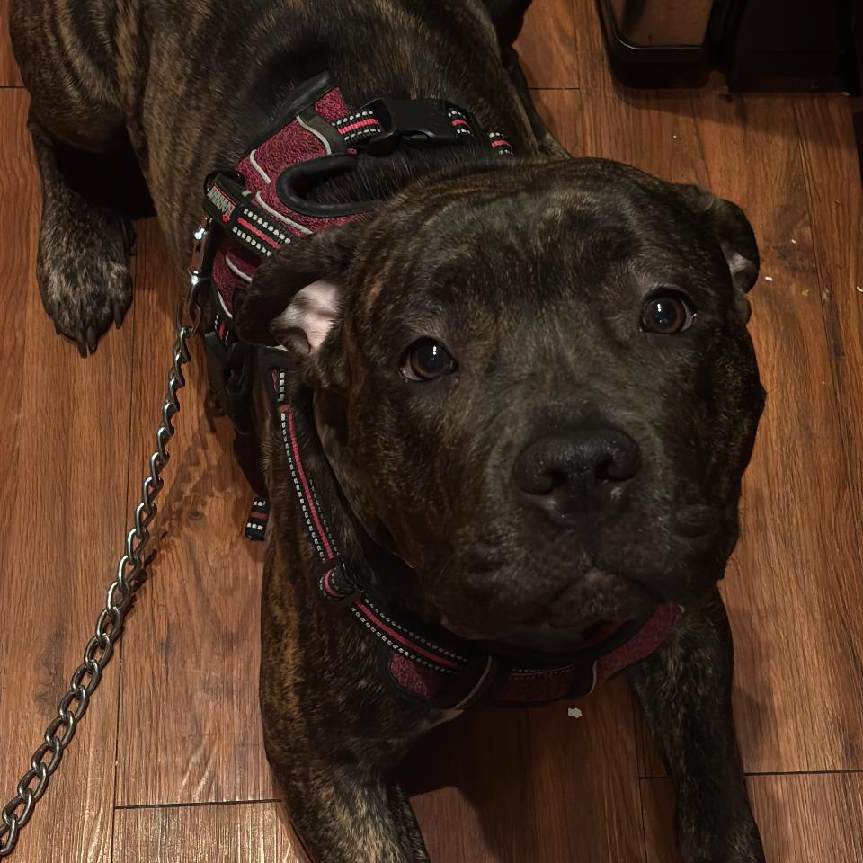 Stormi - Home to Home, Adoptable, Young Female Cane Corso & Cane Corso.