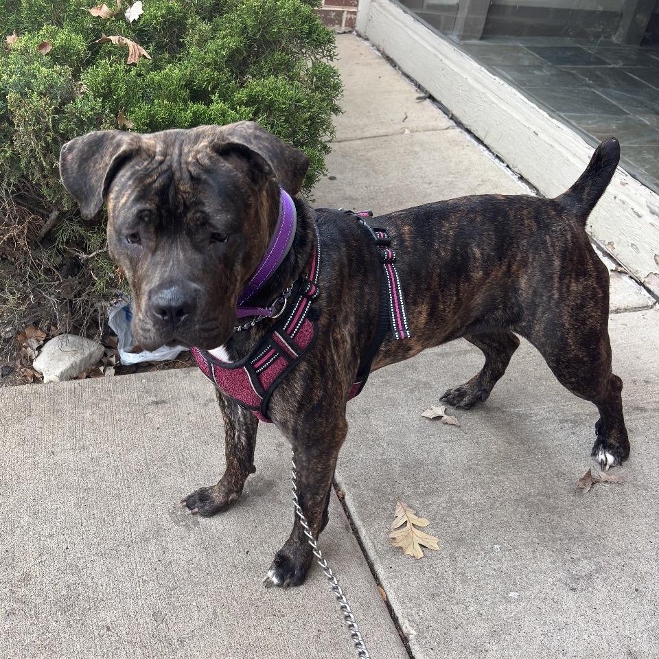 Enlarge Stormi - Home to Home, a Adoptable mixed breed in South Elgin, IL image 2/4