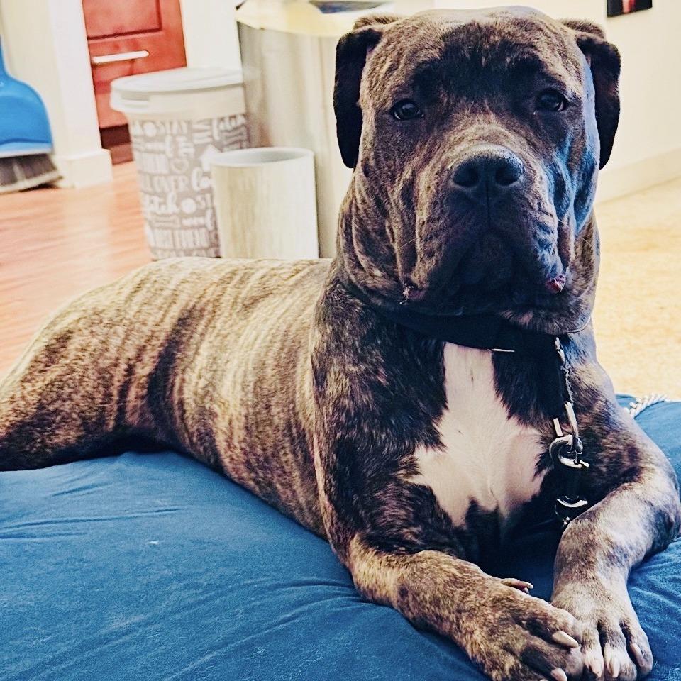 Enlarge Stormi - Home to Home, a Adoptable mixed breed in South Elgin, IL image 3/4