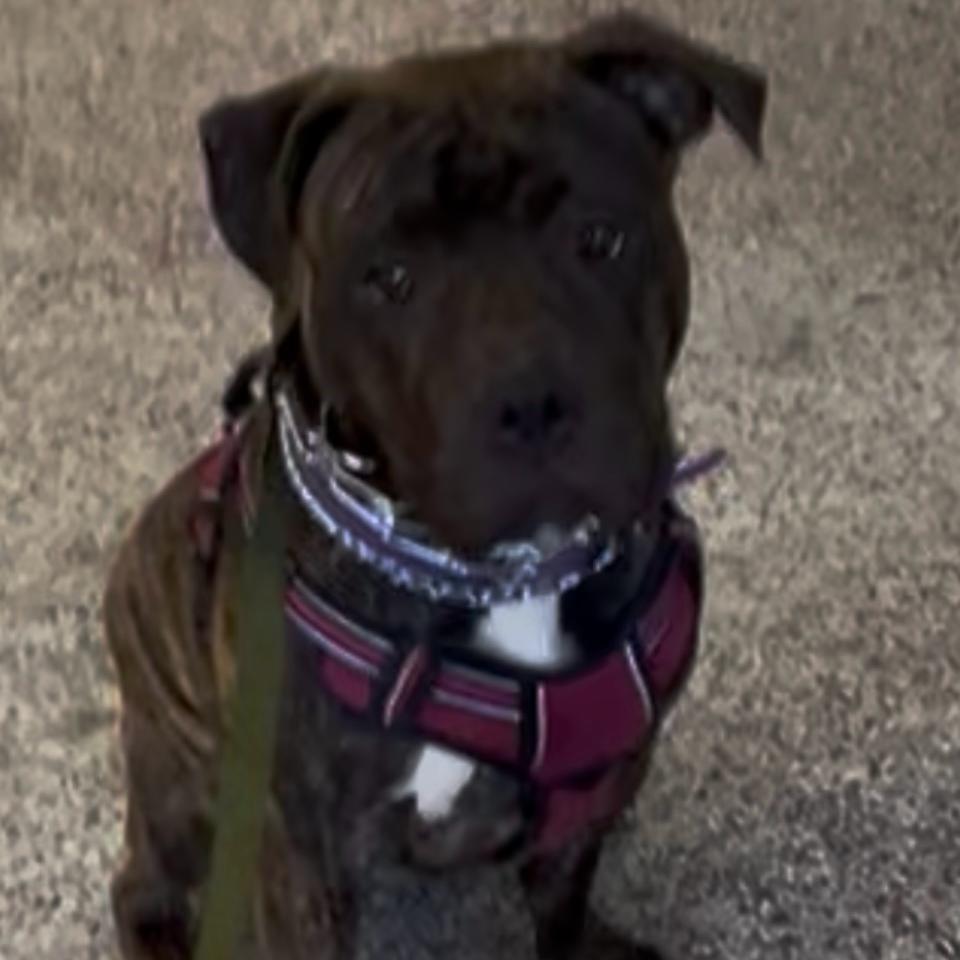 Enlarge Stormi - Home to Home, a Adoptable mixed breed in South Elgin, IL image 4/4