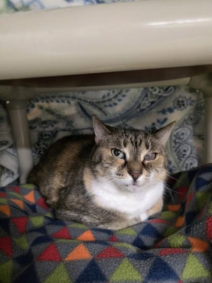 Pookie, Adoptable, Adult Female Domestic Short Hair & Domestic Short Hair.