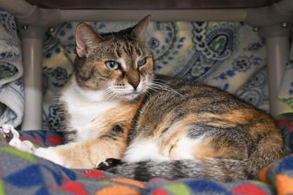 Pookie, Adoptable, Adult Female Domestic Short Hair & Domestic Short Hair.