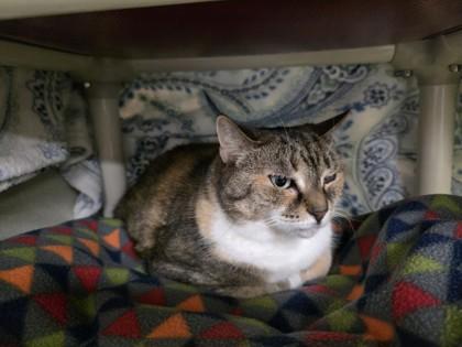 Enlarge Pookie, a Adoptable mixed breed in Scotia, NY image 2/3