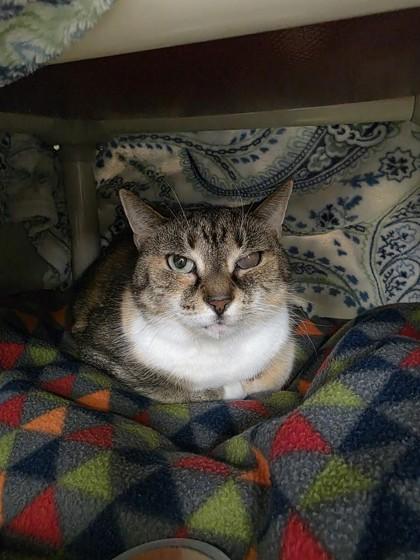 Enlarge Pookie, a Adoptable mixed breed in Scotia, NY image 3/3