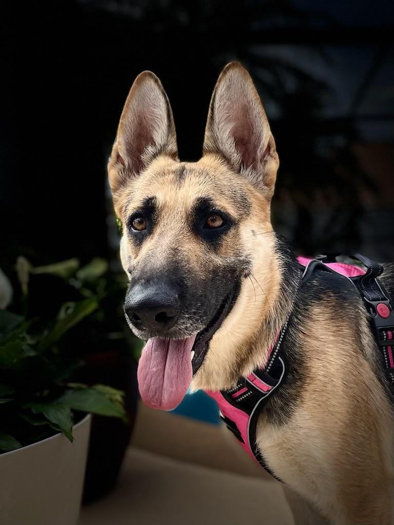 Addie, Adopted, Young Female German Shepherd Dog.